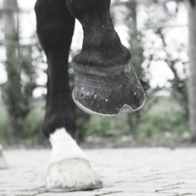 Orthopedic shoeing