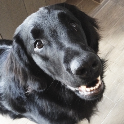 Teeth